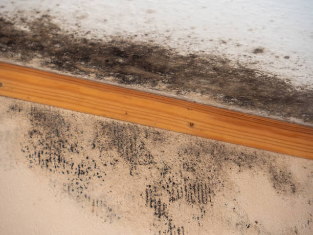 Professional Mold Removal in Prospect, OH