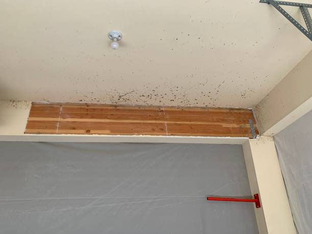 Best Commercial Mold Inspection  in Prospect, OH