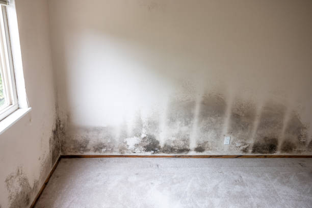 Best Air Quality Testing for Mold Spores  in Prospect, OH